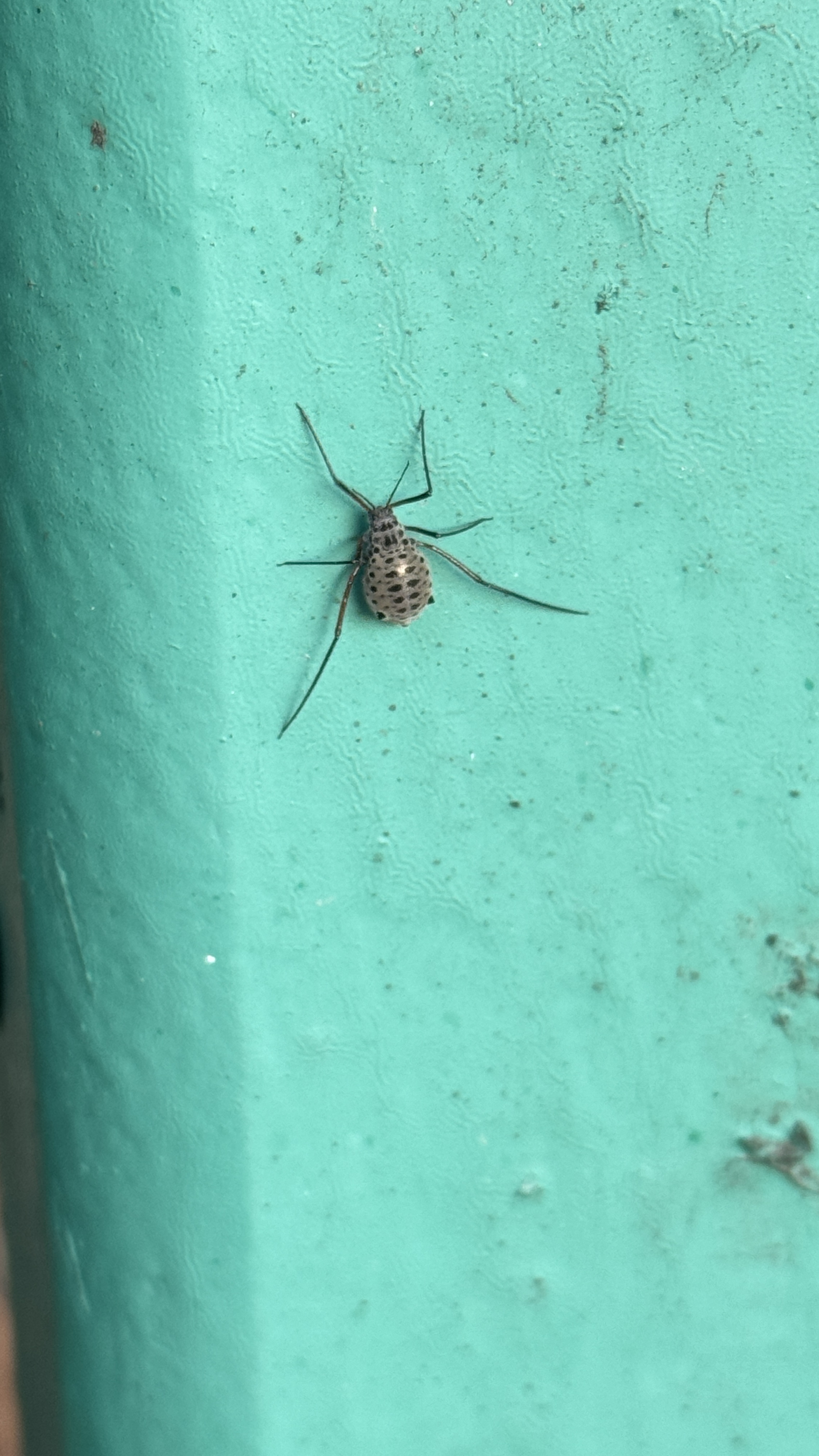 Bug of the Day