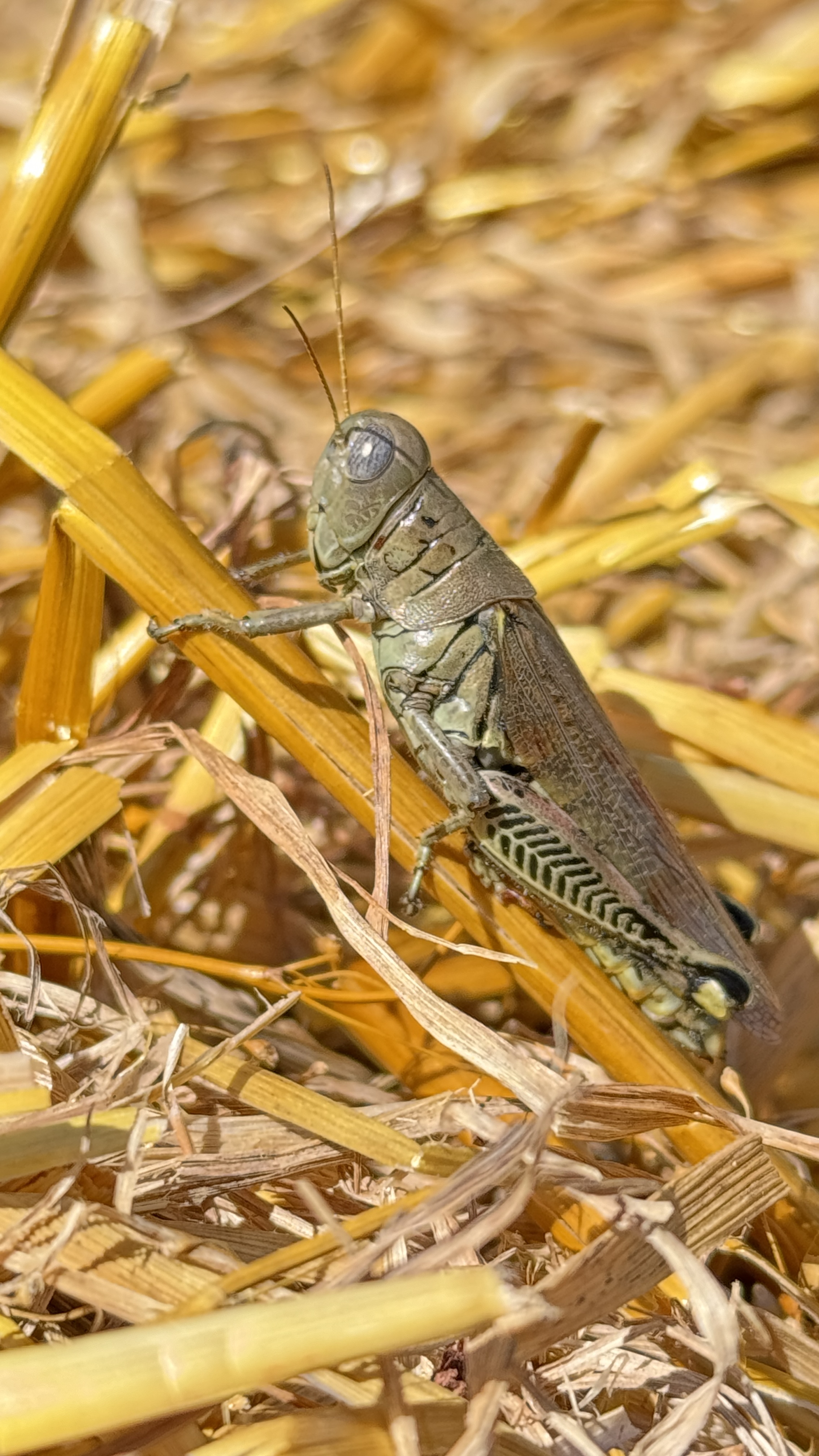 Bug of the Day
