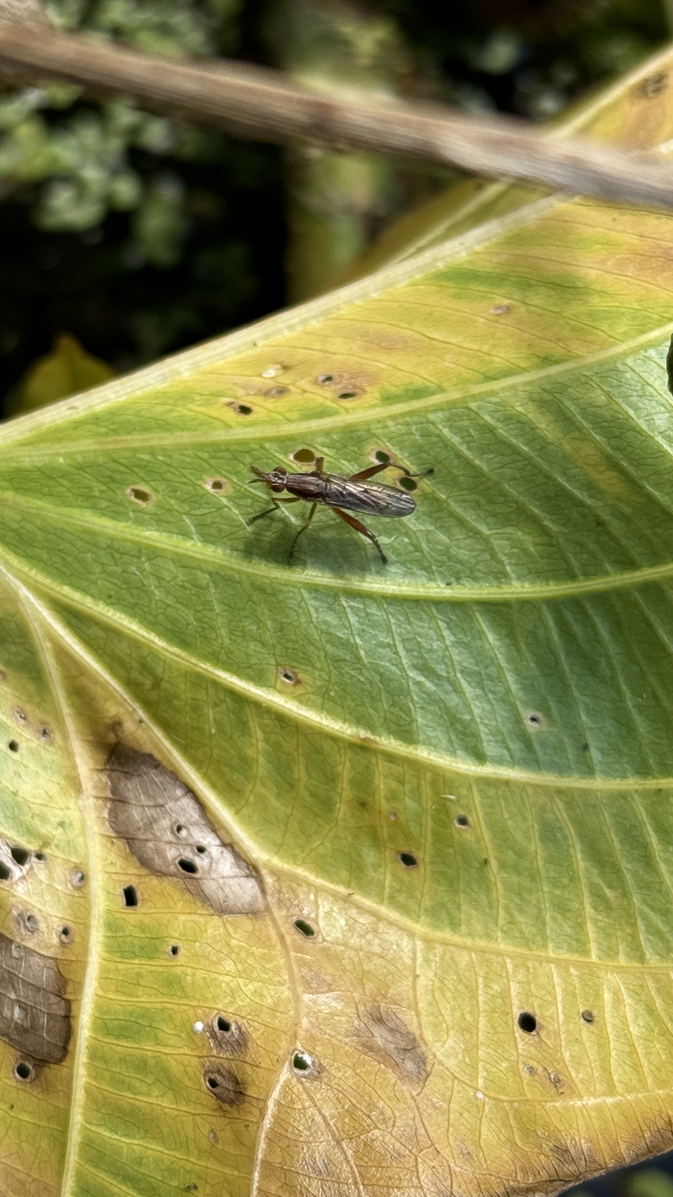 Bug of the Day