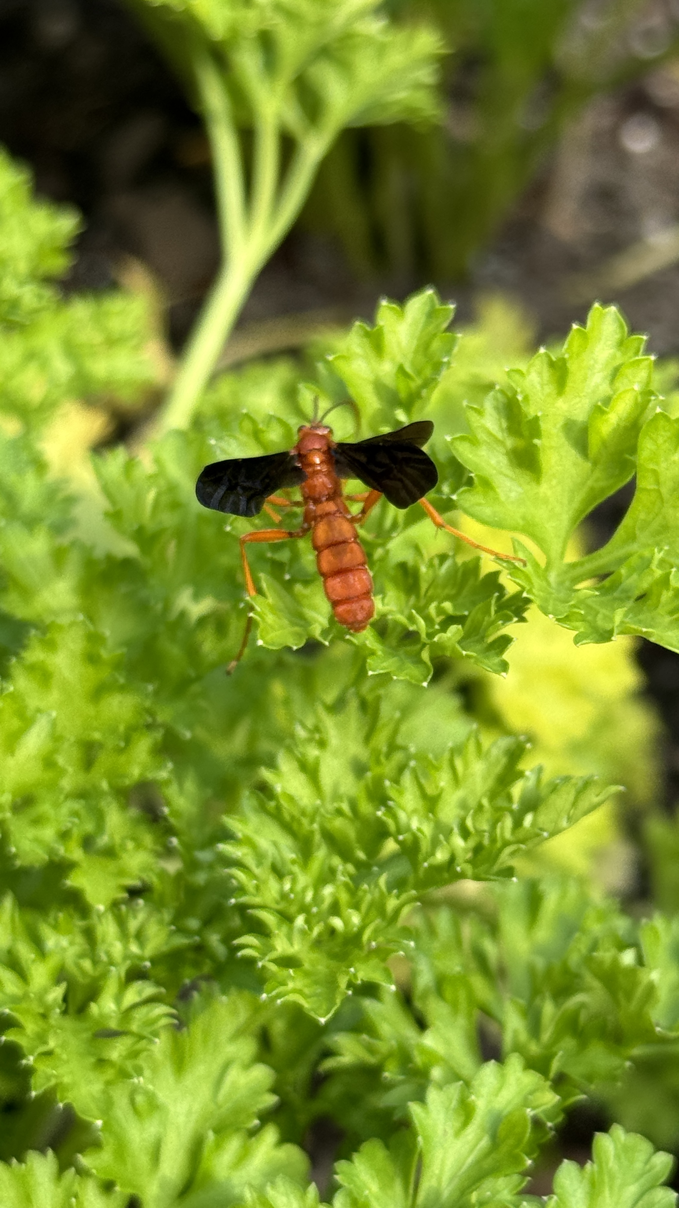 Bug of the Day